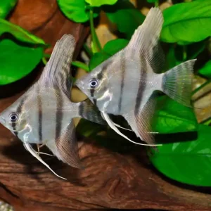 Saisonangebot Skalar natur (Pterophyllum scalare)